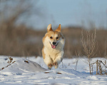 Собаки в Энгельс-19: Кобель на вязку Мальчик, 50 000 руб. - фото 3