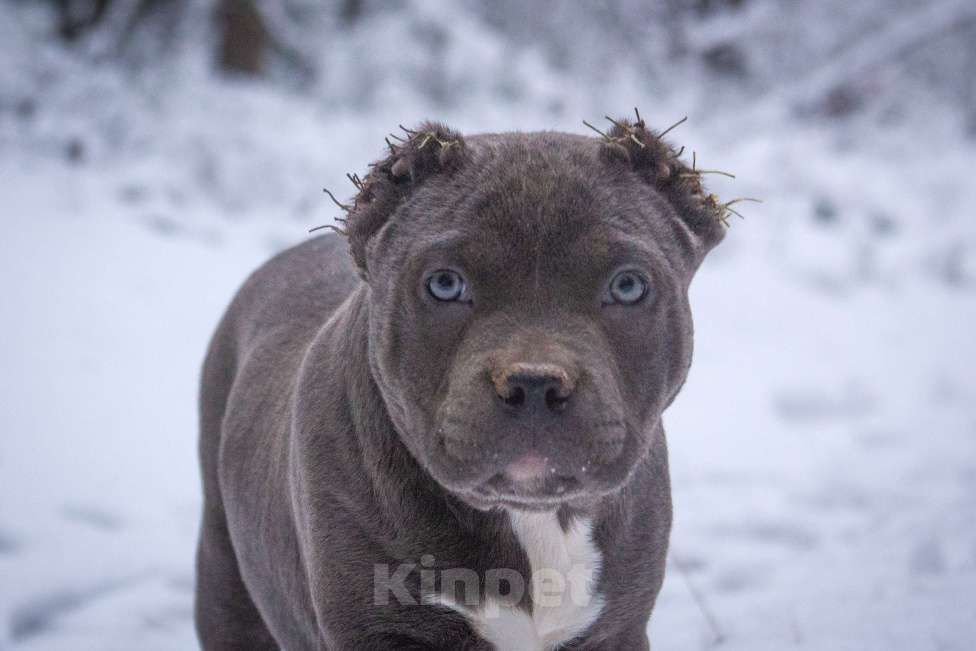 Собаки в других городах Московской области: Американский булли Мальчик, 130 000 руб. - фото 1