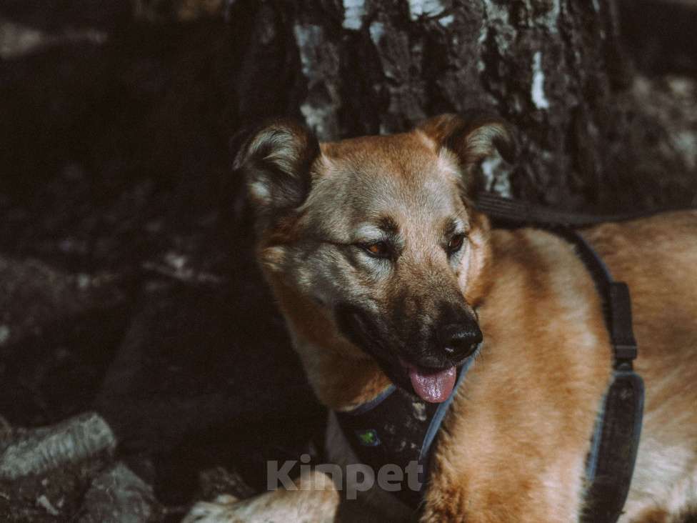 Собаки в Москве: Ева Девочка, Бесплатно - фото 2
