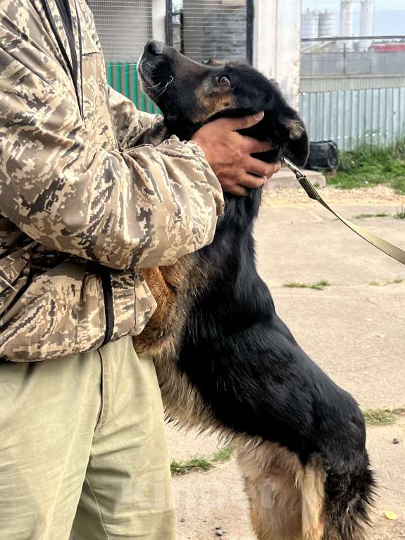 Собаки в Москве: Арчи в поисках дома Мальчик, Бесплатно - фото 5