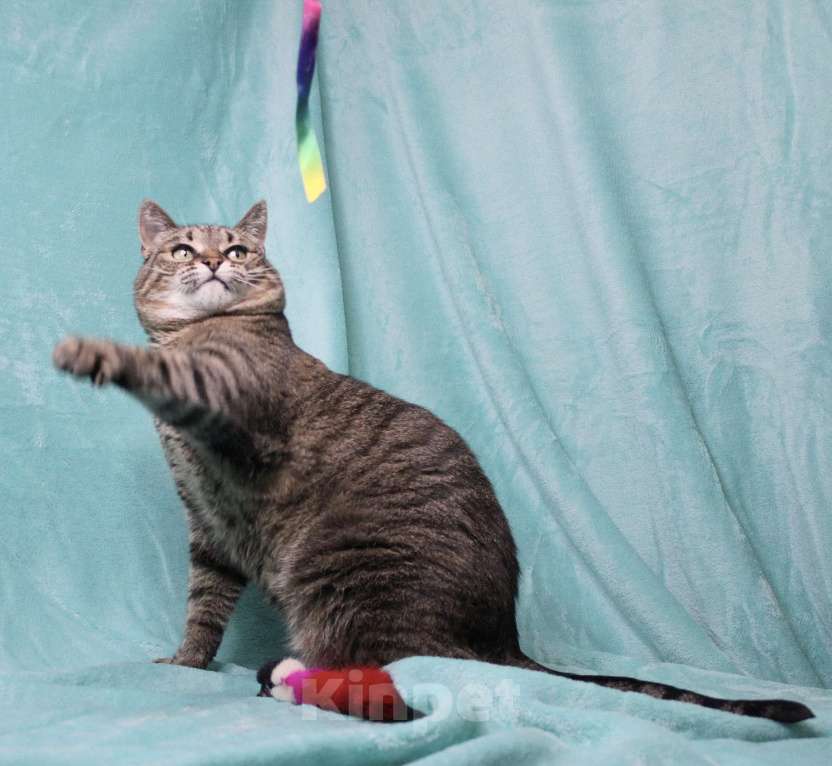 Кошки в Москве: 4 из 6: кошка в добрые руки  Девочка, Бесплатно - фото 4