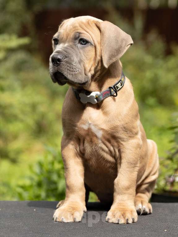 Собаки в других городах Свердловской области: Щенок Кане-корсо: девочка форментино  Девочка, 80 000 руб. - фото 6