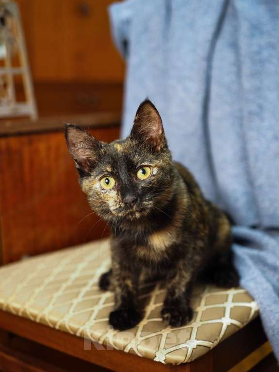 Кошки в Москве: Котёнок Пеппи в добрые руки  Девочка, Бесплатно - фото 6