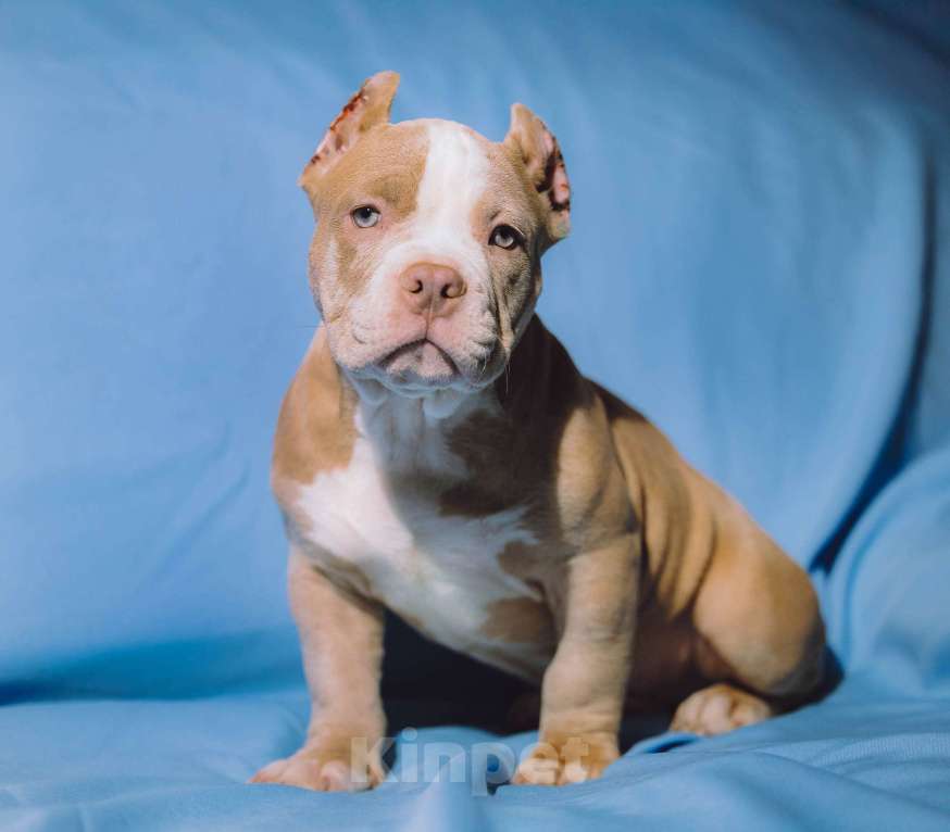 Собаки в Москве: Щенок Американского булли Мальчик, 150 000 руб. - фото 5