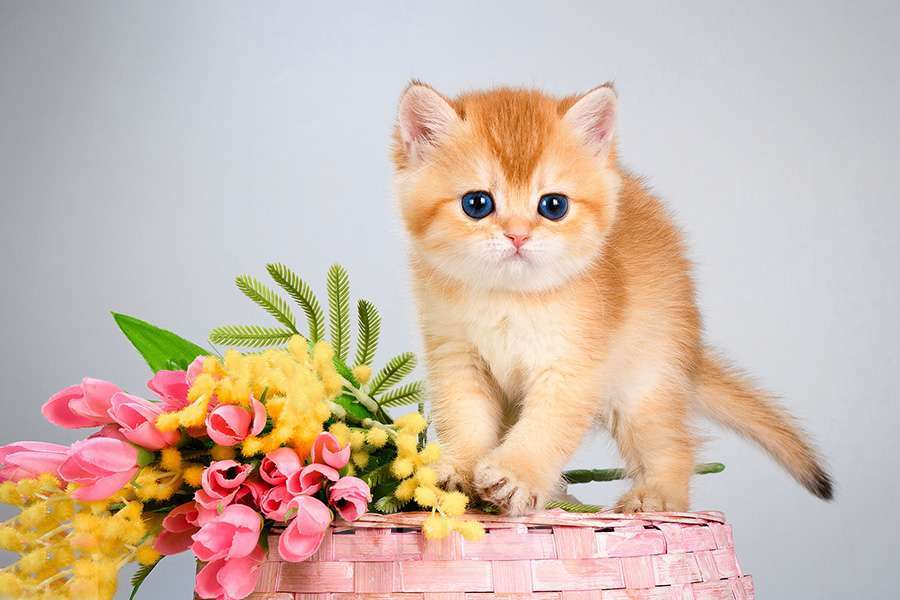 Кошки в Москве: Британские Новогодние котята. Мальчики и девочки. Мальчик, Бесплатно - фото 4