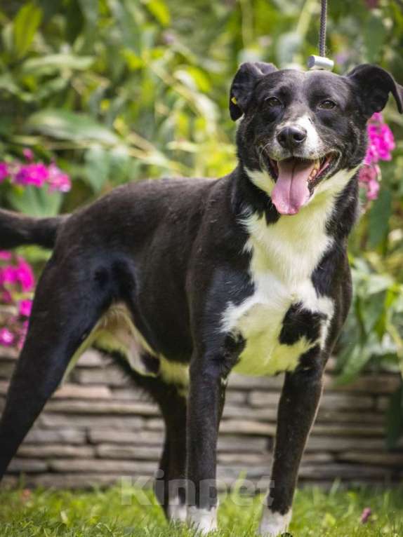 Собаки в Москве: Ромео - Ваш спокойный и добрый друг ❤ Мальчик, Бесплатно - фото 2