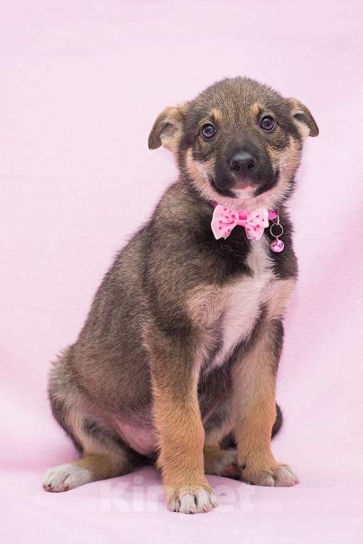 Собаки в Москве: Если у вас не было собаки раньше, этот щенок для вас Девочка, Бесплатно - фото 2