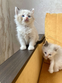 Лапочки девочки Рэгдолл