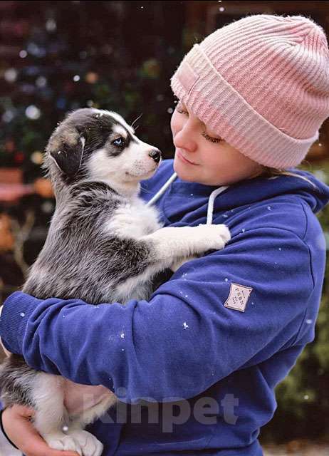 Собаки в Москве: Милые, добрые, ласковые щенки мальчики и девочки в добрые руки Мальчик, 10 руб. - фото 1