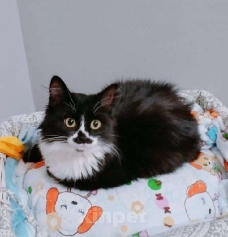 Кошки в других городах Московской области: Смешная девчоночка Мия в добрые руки Девочка, Бесплатно - фото 1