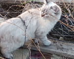 Кошки в Краснодаре: Котята Невская Маскарадная Color Point Blue Point Колор Поинт Пушистые Девочка, 37 000 руб. - фото 7