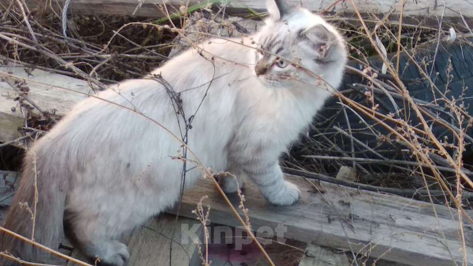 Кошки в Краснодаре: Котята Невская Маскарадная Color Point Blue Point Колор Поинт Пушистые Девочка, 37 000 руб. - фото 7