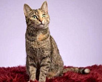 Кошки в Санкт-Петербурге: Кошечка для души Девочка, Бесплатно - фото 4
