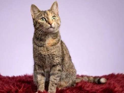 Кошки в Санкт-Петербурге: Кошечка для души Девочка, Бесплатно - фото 4