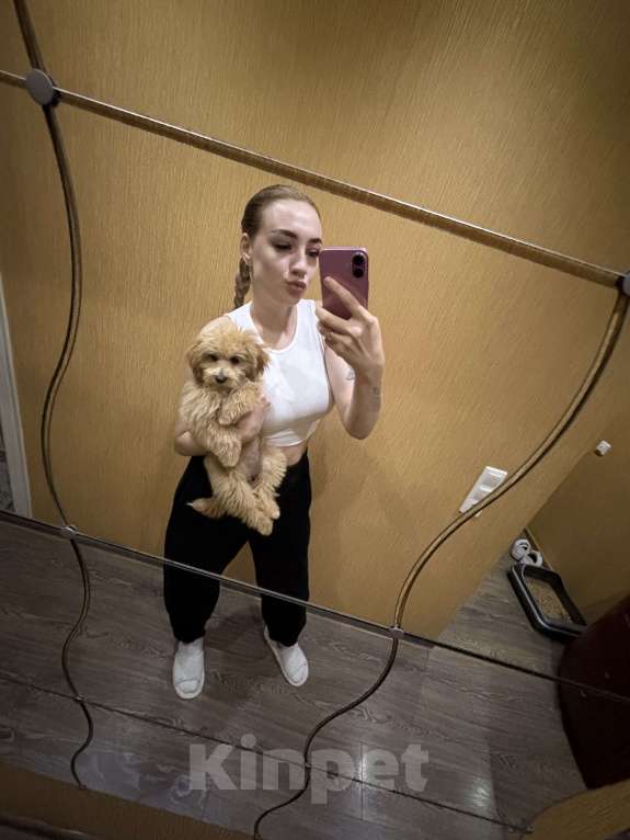 Собаки в Балашихе: Красивая мальтипу F1 Девочка, 85 000 руб. - фото 2