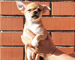 Собаки в Самаре: щенок Чихуахуа Мальчик, 30 000 руб. - фото 1