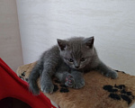 Кошки в Севастополе: Шотланский прямоухий плюшевый котенок Мальчик, 4 000 руб. - фото 4
