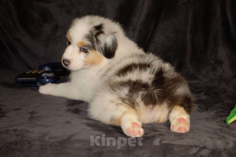 Собаки в других городах Московской области: Австралийская овчарка (аусси) Девочка, 70 000 руб. - фото 7