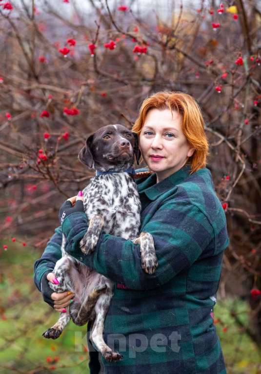 Собаки в других городах Московской области: Осетинка в добрые руки Девочка, Бесплатно - фото 1