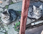 Кошки в Москве: Отдам котёнка с улицы Девочка, Бесплатно - фото 3