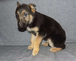 Собаки в Москве: Восточноевропейская овчарка, мальчики Мальчик, 20 000 руб. - фото 3