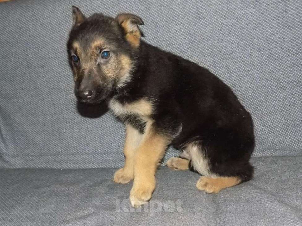 Собаки в Москве: Восточноевропейская овчарка, мальчики Мальчик, 20 000 руб. - фото 3