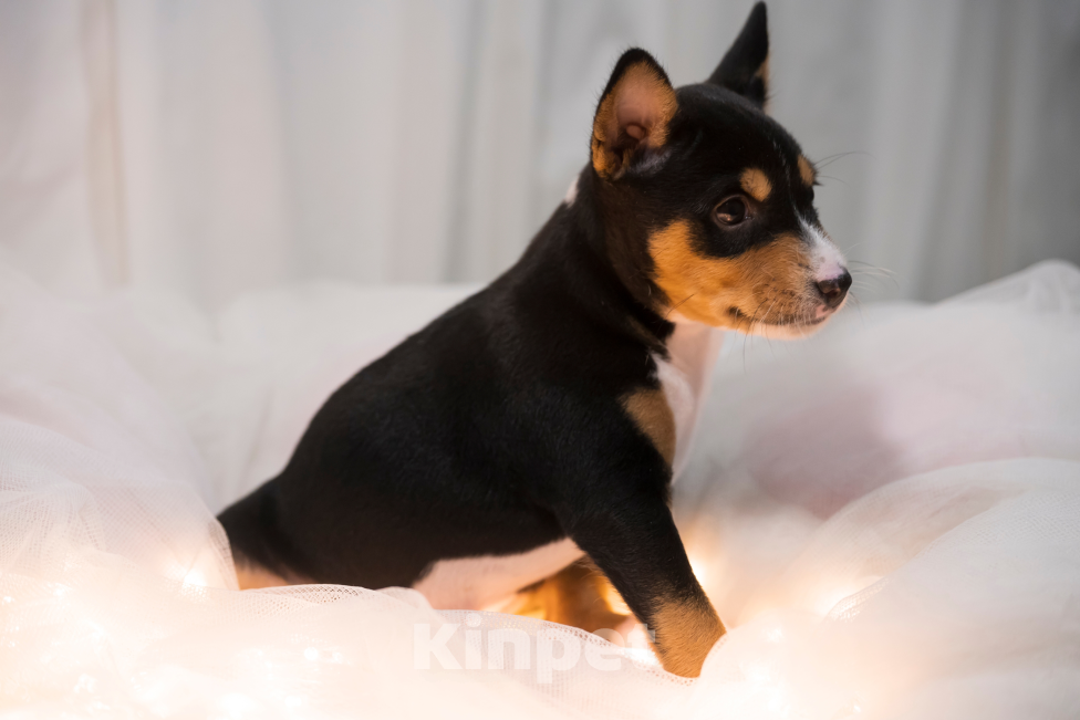 Собаки в Санкт-Петербурге: Щенок басенджи триколор 2 мес -девочка Девочка, 100 000 руб. - фото 6