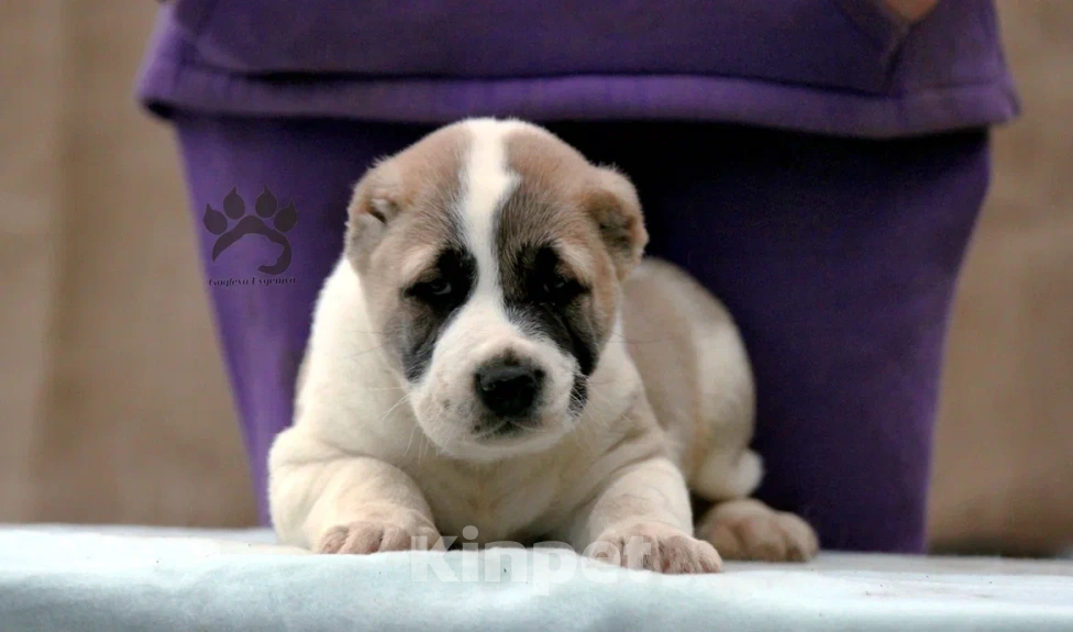 Собаки в других городах Московской области: Алабай - Азиат - САО Мальчик, 40 000 руб. - фото 1