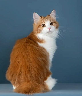 Кошка Кристал