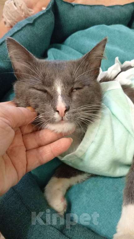 Кошки в Москве: Базиллио Мальчик, Бесплатно - фото 5