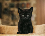 Кошки в Краснодаре: Котятки в добрые ручки Девочка, Бесплатно - фото 7