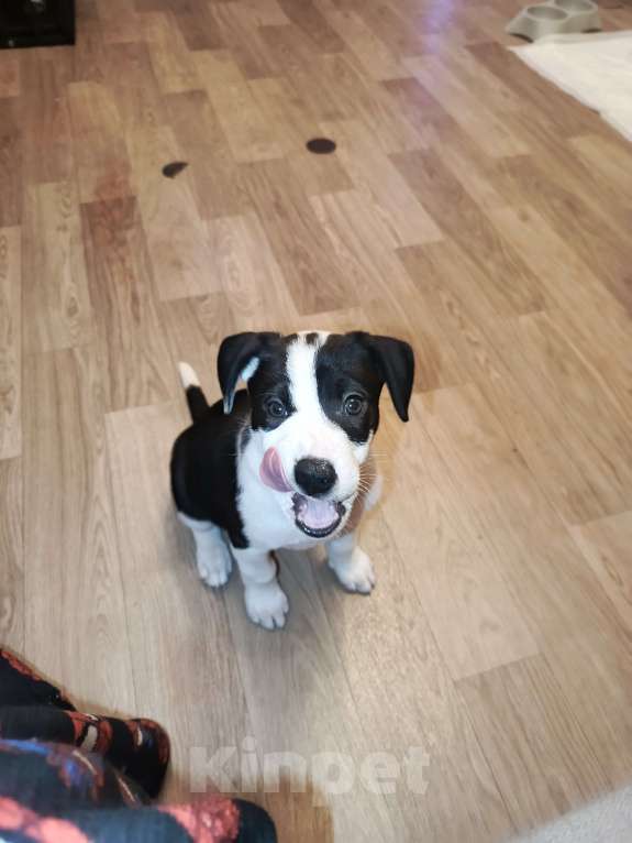 Собаки в Владимире: Щенок стаффордширского терьера Девочка, 12 000 руб. - фото 4