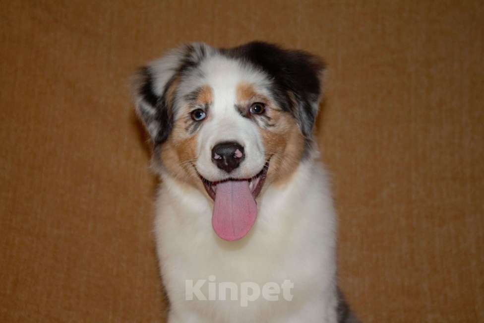 Собаки в других городах Московской области: Австралийская овчарка (аусси) Девочка, 50 000 руб. - фото 2