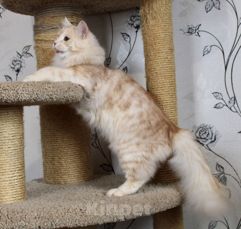 Кошки в Тюмени: Сибирский котёнок Мальчик, 35 000 руб. - фото 7