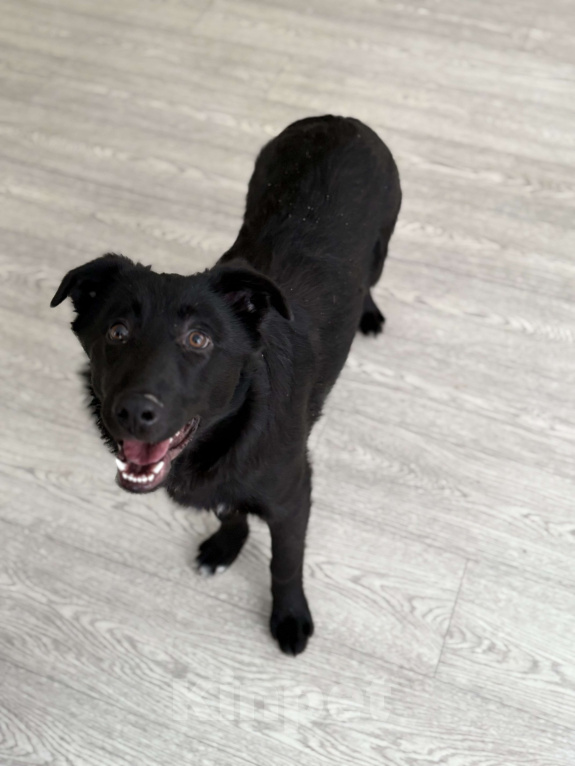 Собаки в Москве: Обаятельный Джерик ищет дом!  Мальчик, Бесплатно - фото 5