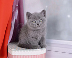 Кошки в Мурином: Британский котик голубого окраса   Мальчик, 30 000 руб. - фото 5