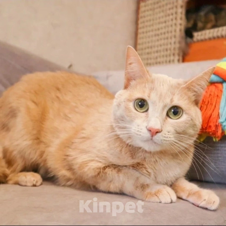 Кошки в Москве: Грустного рыжика никто не забирает Мальчик, Бесплатно - фото 3