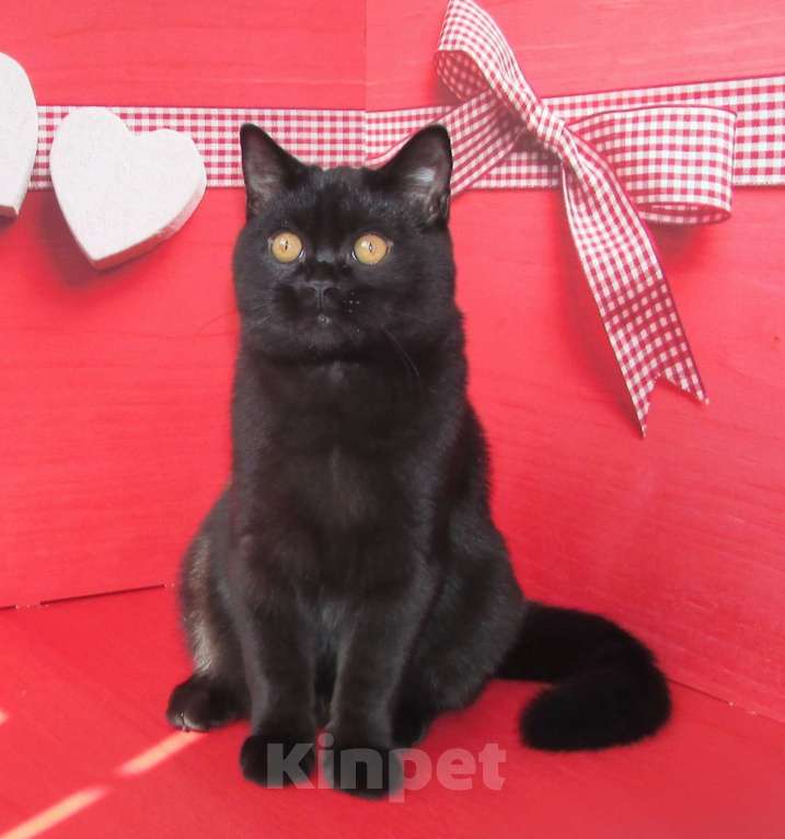 Кошки в Санкт-Петербурге: шотландский черный котик в разведение или в любимцы Мальчик, Бесплатно - фото 2