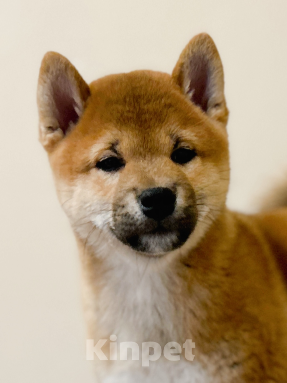 Собаки в Туле: Сиба Ину щенок от родителей чемпионов Мальчик, 90 000 руб. - фото 3