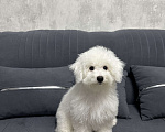 Собаки в Евпатории: Снежки Бишоны Девочка, 38 000 руб. - фото 3