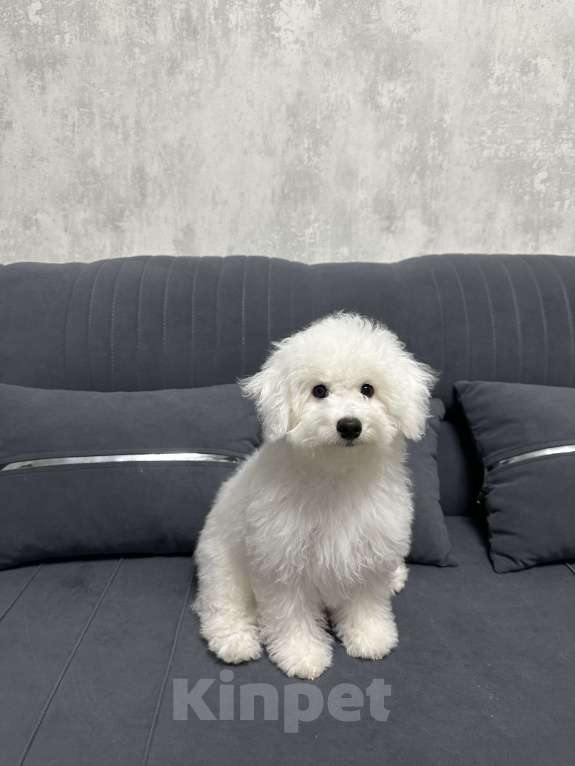 Собаки в Евпатории: Снежки Бишоны Девочка, 38 000 руб. - фото 3