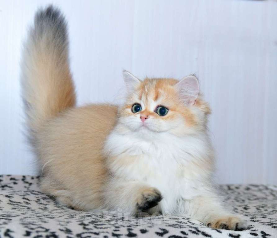 Кошки в Рыбинске: Британская длинношерстная  3 мес девочка .золото Девочка, 25 000 руб. - фото 1