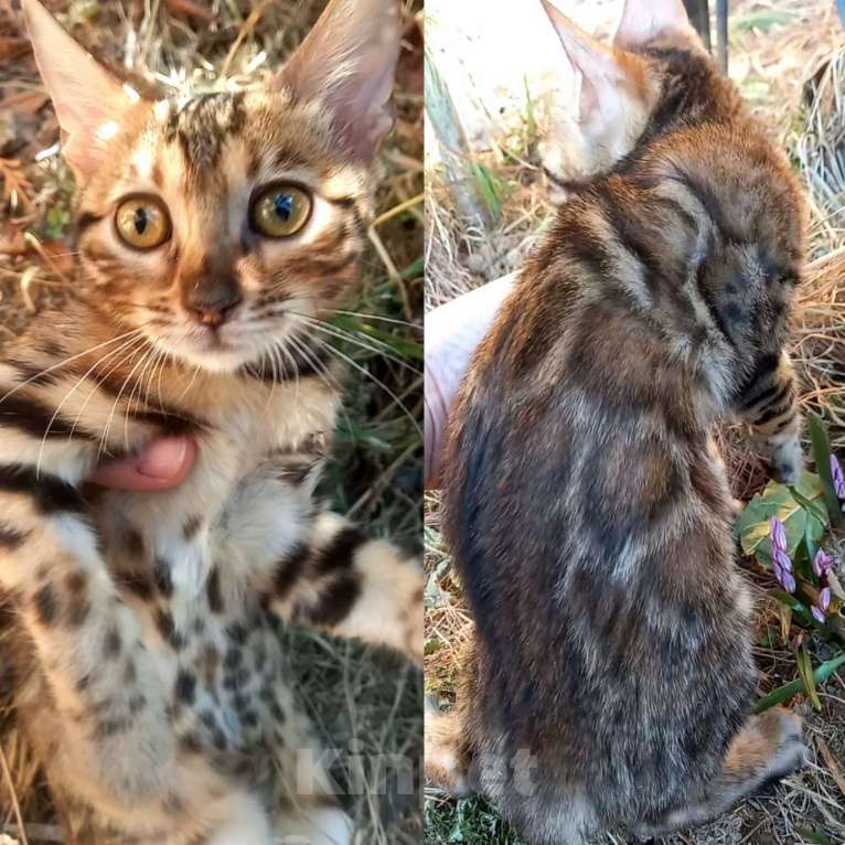 Кошки в Москве: Бенгальская девочка Девочка, 25 000 руб. - фото 1