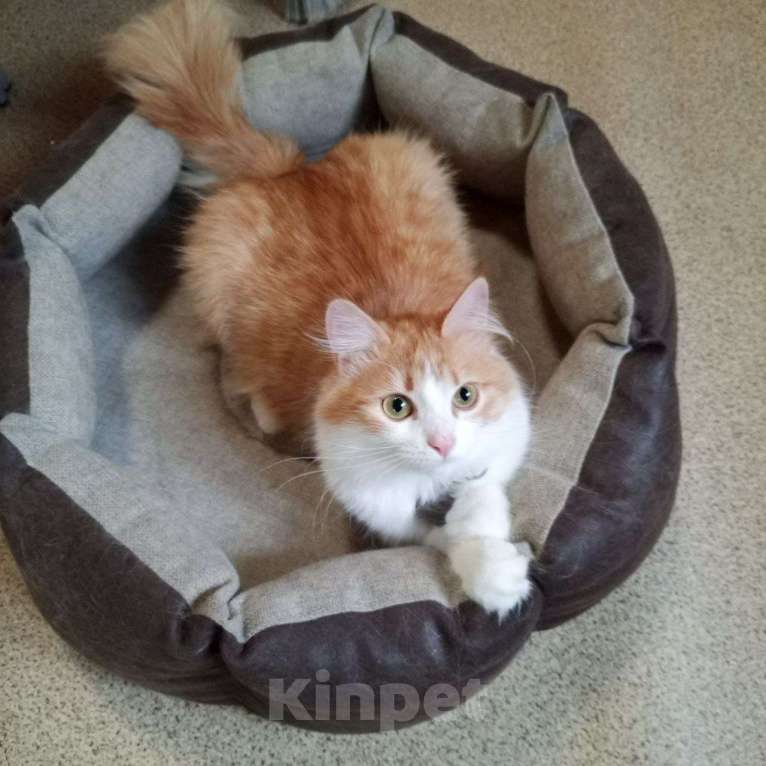 Кошки в Выборге: Молоденькая кошка Молли в добрые руки Девочка, Бесплатно - фото 5