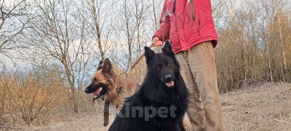 Собаки в Москве: Щенки . документы Мальчик, 75 000 руб. - фото 2