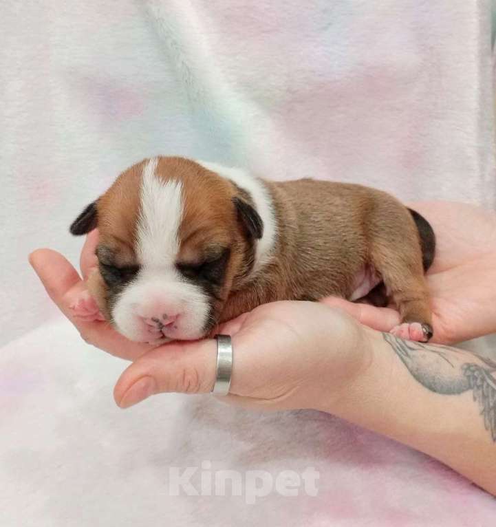 Собаки в Москве: Шикарная девочка амстаффа  Девочка, 40 000 руб. - фото 6