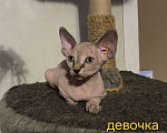 Кошки в Краснослободске: Котята сфинкс Девочка, 10 000 руб. - фото 2