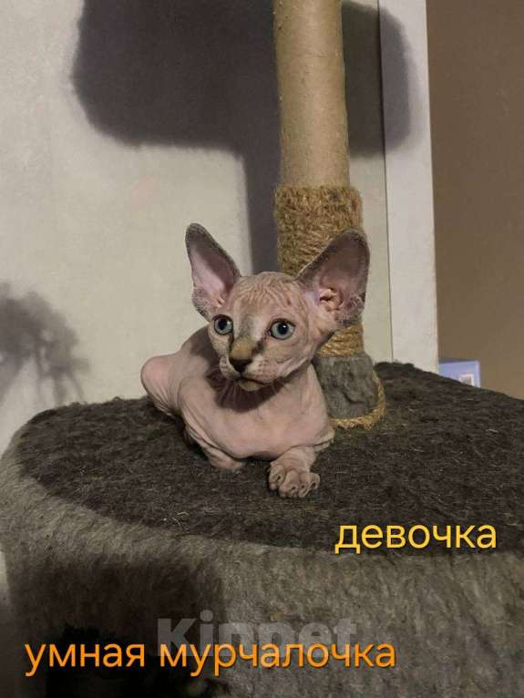 Кошки в Краснослободске: Котята сфинкс Девочка, 10 000 руб. - фото 2