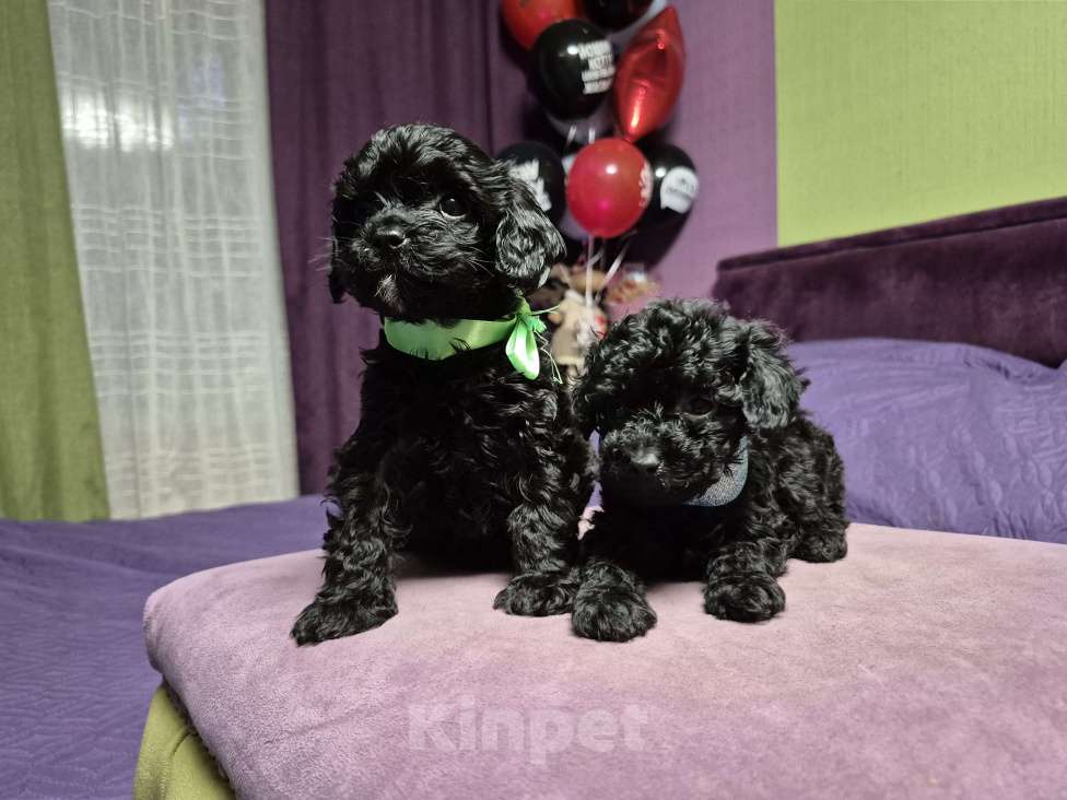 Собаки в Москве: 2парня и 2 девочки Мальчик, 45 000 руб. - фото 3