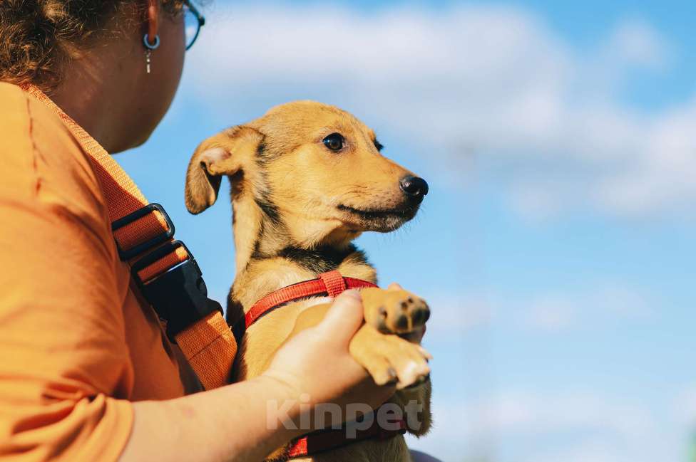 Собаки в Москве: Хурма Девочка, Бесплатно - фото 3